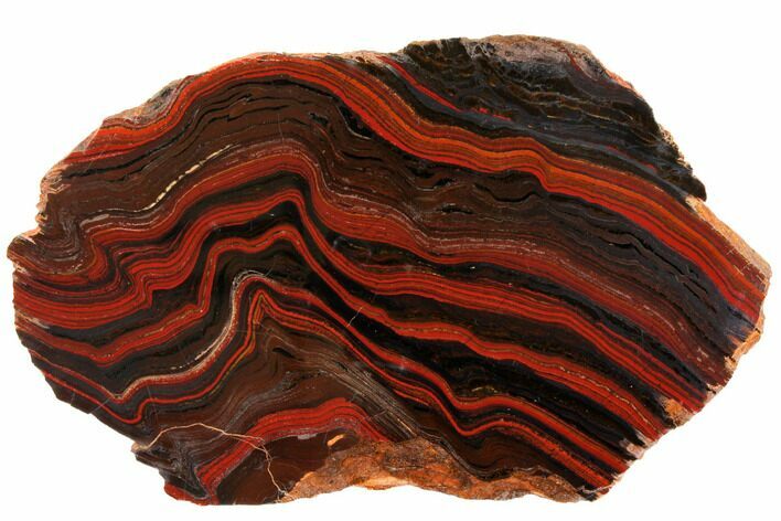 Polished Tiger Iron Stromatolite - Billion Years #129431